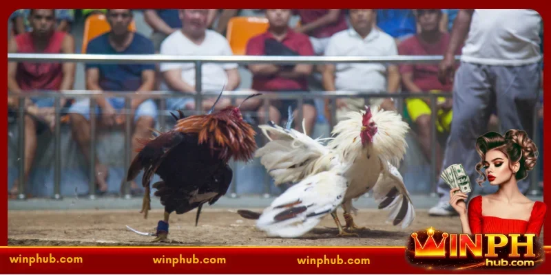 Sabong online login - The Ultimate Gateway to Live Cockfighting at WINPH 3 Improving Your Mobile Gaming Experience