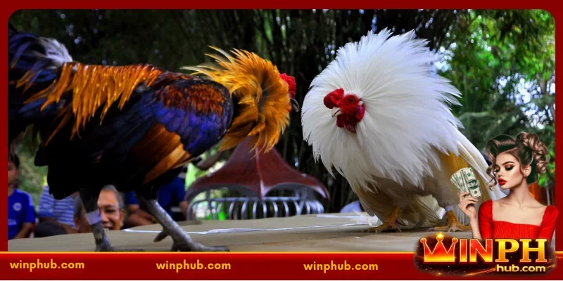 Sabong online login - The Ultimate Gateway to Live Cockfighting at WINPH 2 Legal Framework and Responsible Gaming in the Philippines
