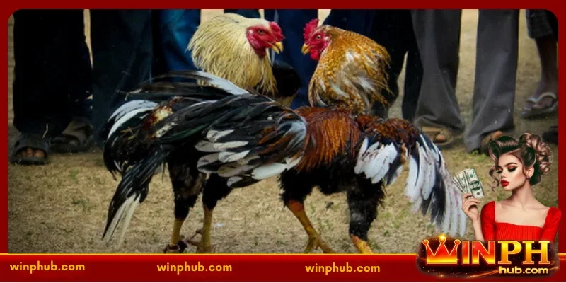 Sabong online login - The Ultimate Gateway to Live Cockfighting at WINPH 1 Security Standards Behind Sabong Online Login